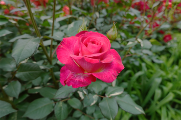 DSC07363_R