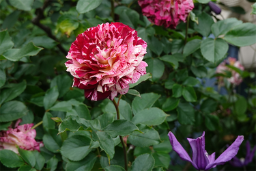 DSC07478_R