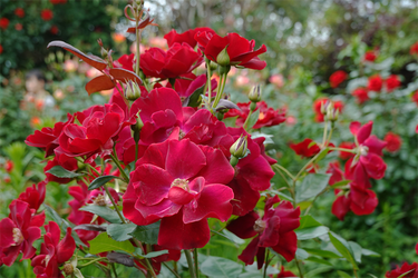 DSC07364_R