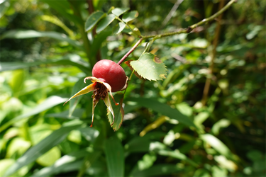 DSC09052_R