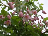 DSCF1842_R