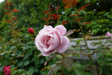 DSC08614_R