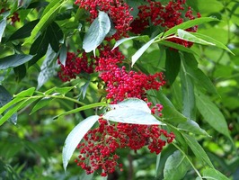 DSCF1081_R