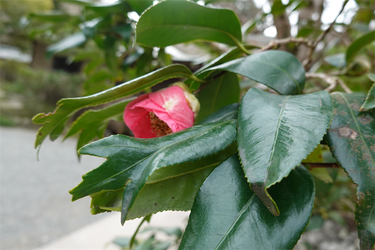 DSC05731_R