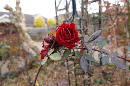 DSC03694_R