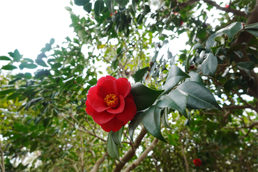 DSC06079_R
