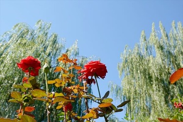 DSC02663_R