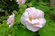 DSCF5105_R