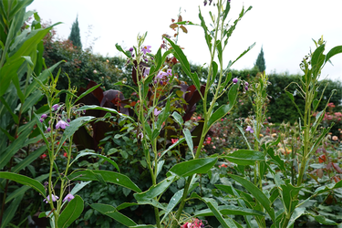 DSC08605_R