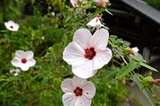 DSCF5015_R