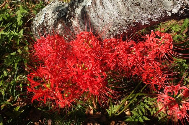 藍川京 の部屋 鎌倉 英勝寺の彼岸花 Livedoor Blog ブログ