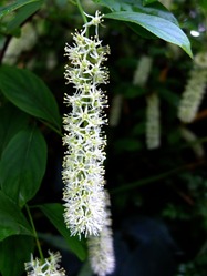 DSCF0238