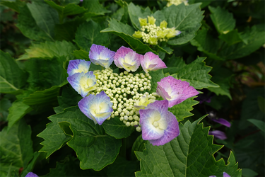DSC08125_R