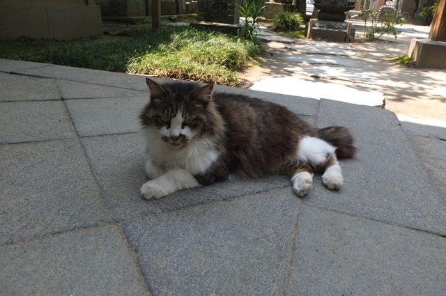 藍川京 の部屋 北鎌倉 円覚寺の しいちゃん と かなちゃん Livedoor Blog ブログ