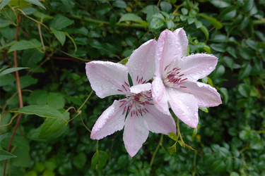 DSC08583_R