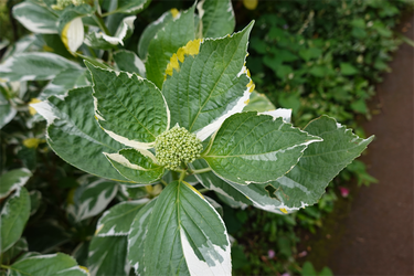 DSC02522_R