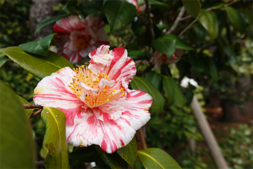 DSC06070_R