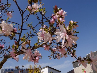 DSCF4846_R