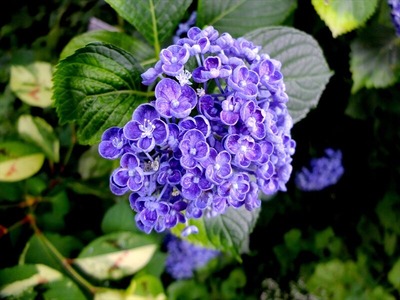 藍川京 の部屋 横浜イングリッシュガーデン ウズアジサイ バーベナ ボナリエンシス 三 尺 バーベナ ハマナスの実 Livedoor Blog ブログ