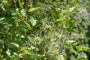 DSC09000_R