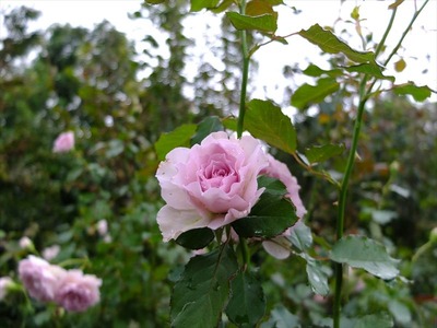 DSCF2132_R