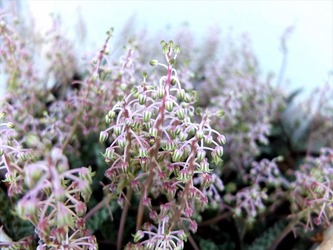 DSCF0087_R