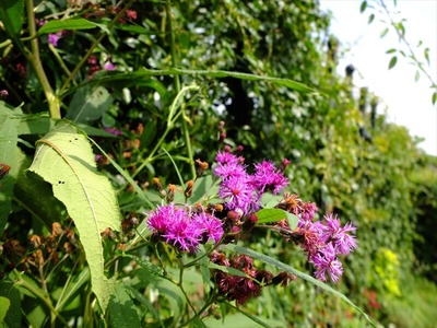 DSCF5056_R