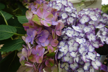 DSC08401_R