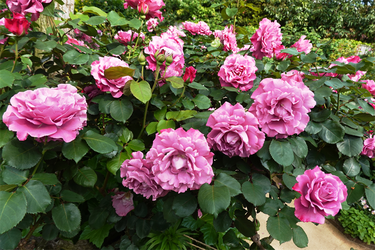 DSC07007_R