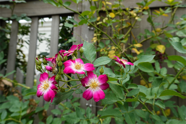 DSC02549_R