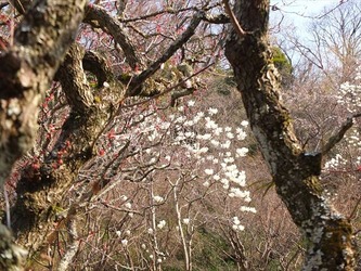 DSCF8850_R