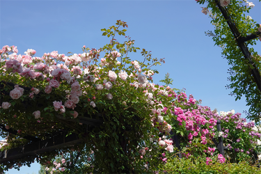 DSC07775_R
