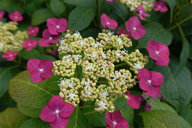 DSC08090_R
