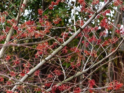 DSCF0909_R