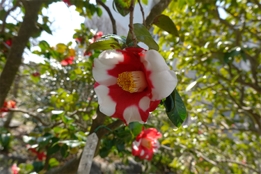 DSC04823_R