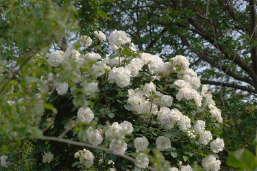 DSC07098_R