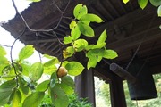 DSCF5367_R
