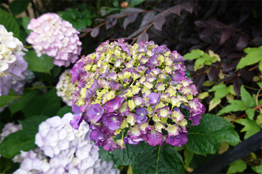 DSC08187_R