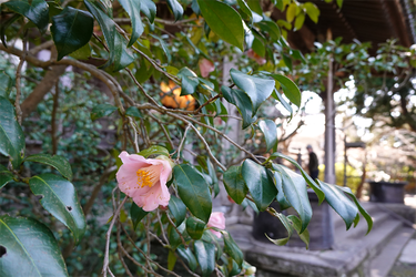 DSC00507_R