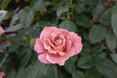 DSC07277_R