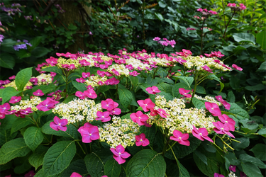 DSC08089_R