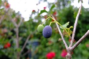 DSCF4932_R
