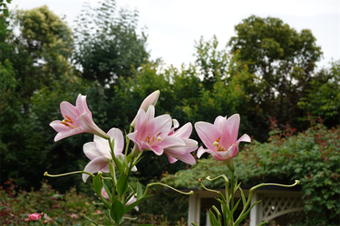 DSC08456_R