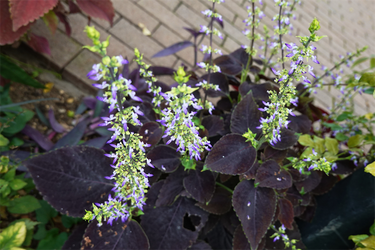 DSC09317_R