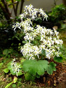 DSCF9017_R