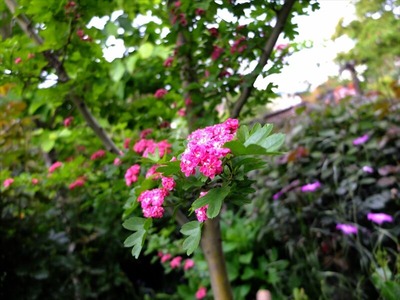 DSCF2472_R