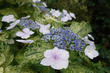 DSC08334_R