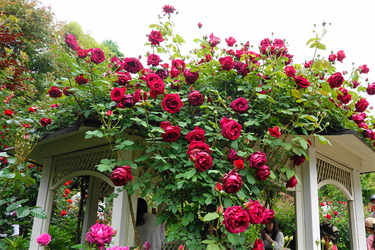 DSC07354_R