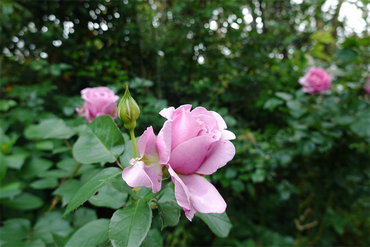 DSC07568_R