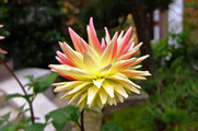 DSCF3670_R